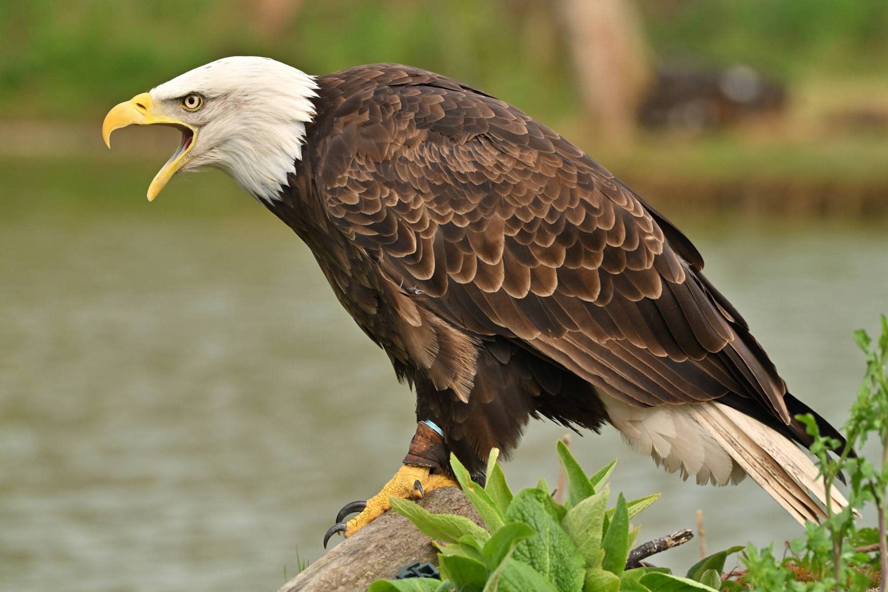 2025 04 13apr0930u Lunteren DeValk Zont GC DSC 2897 02