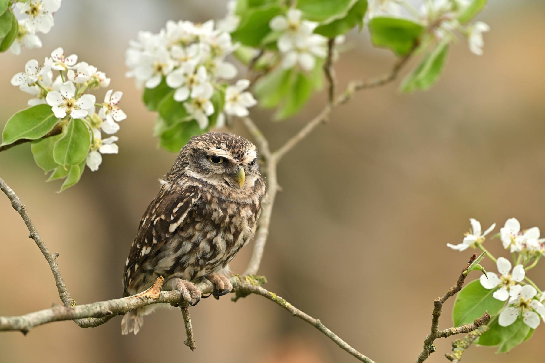 2025 04 13apr0930u Lunteren DeValk Zont GC DSC 3043 02