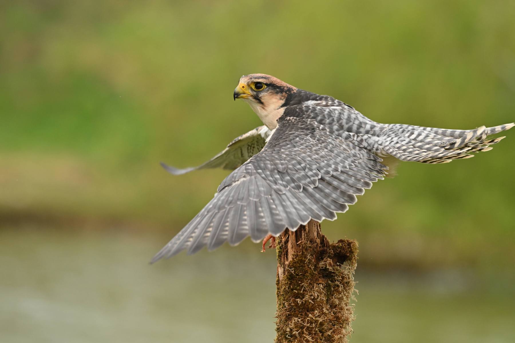 2025 04 13apr0930u Lunteren DeValk Zont GC DSC 3608 02