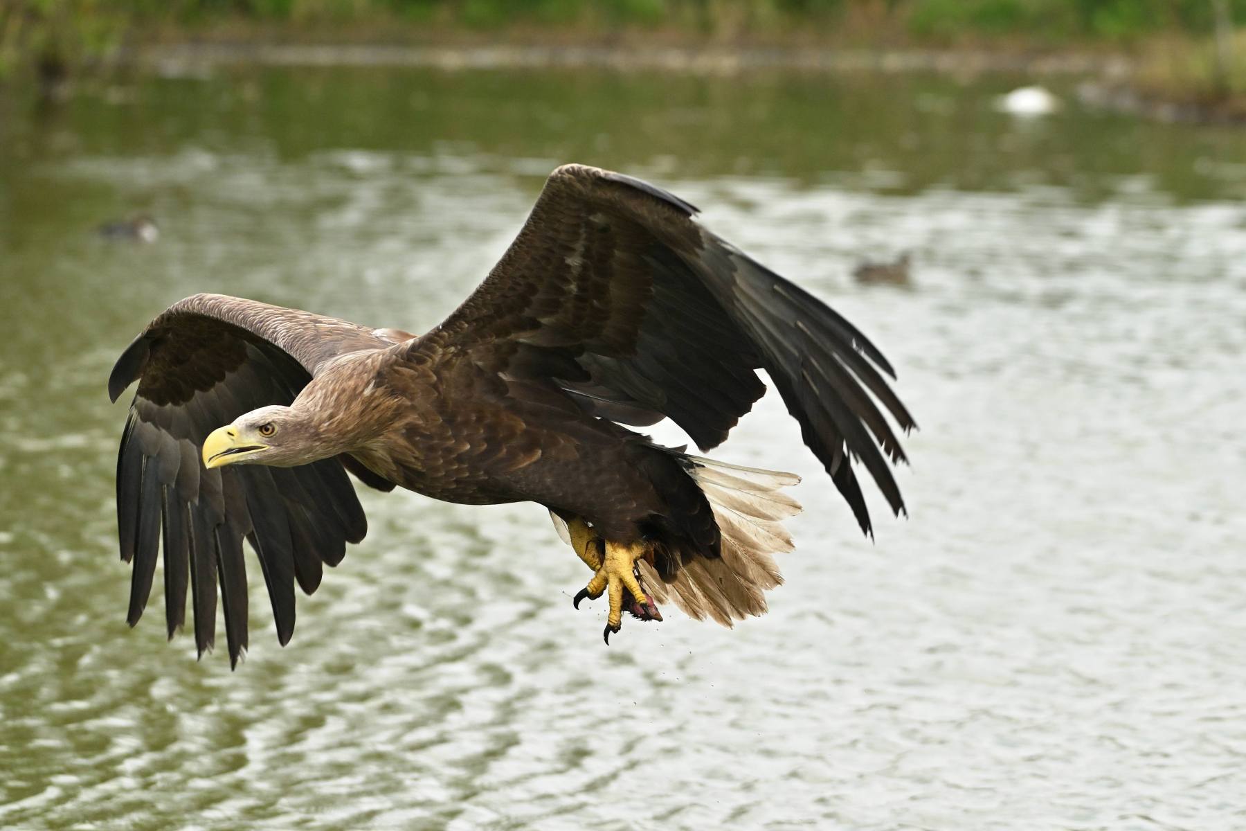 2025 04 13apr0930u Lunteren DeValk Zont GC DSC 4054 02