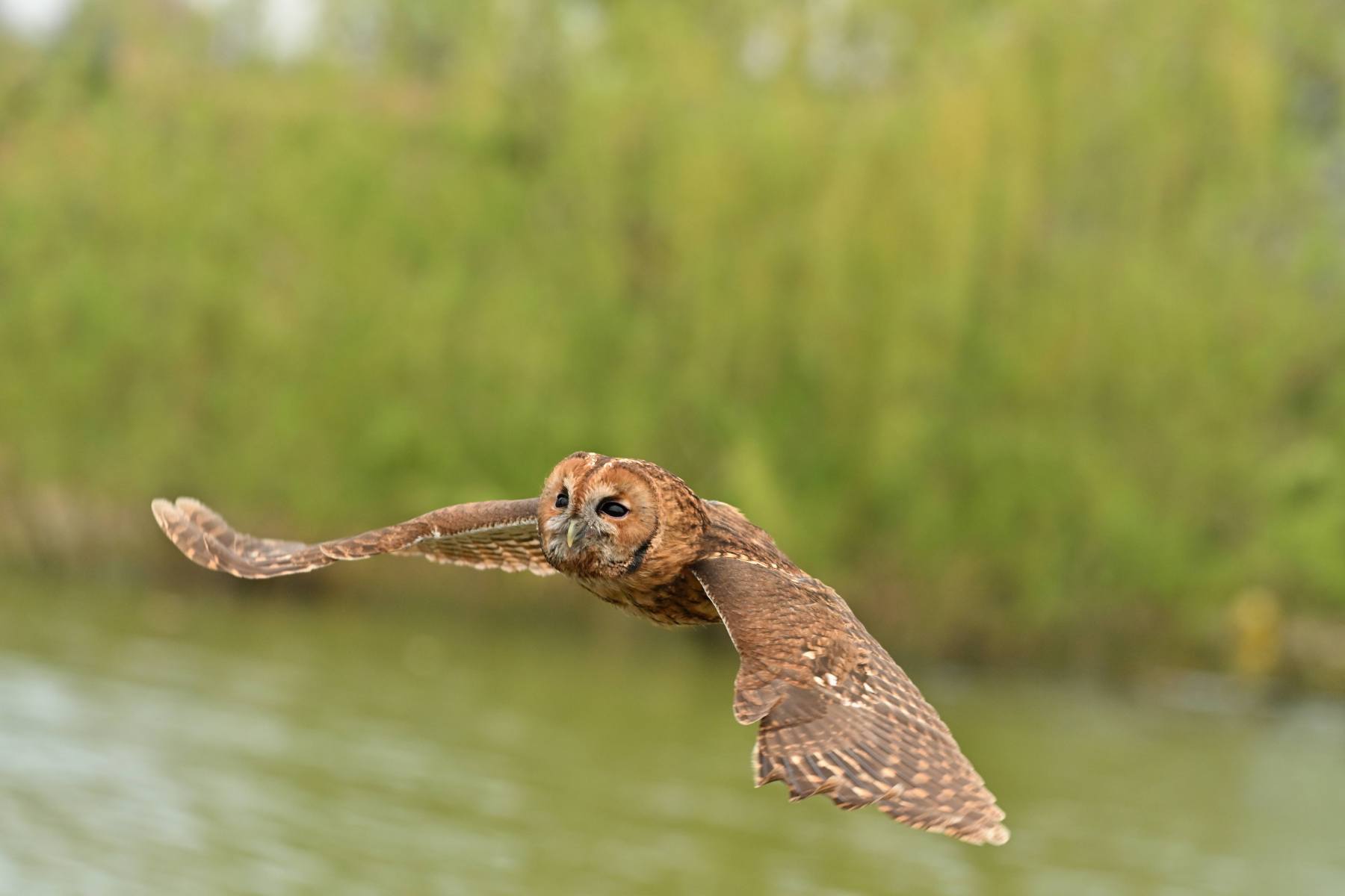 2025 04 13apr0930u Lunteren DeValk Zont GC DSC 4344 02