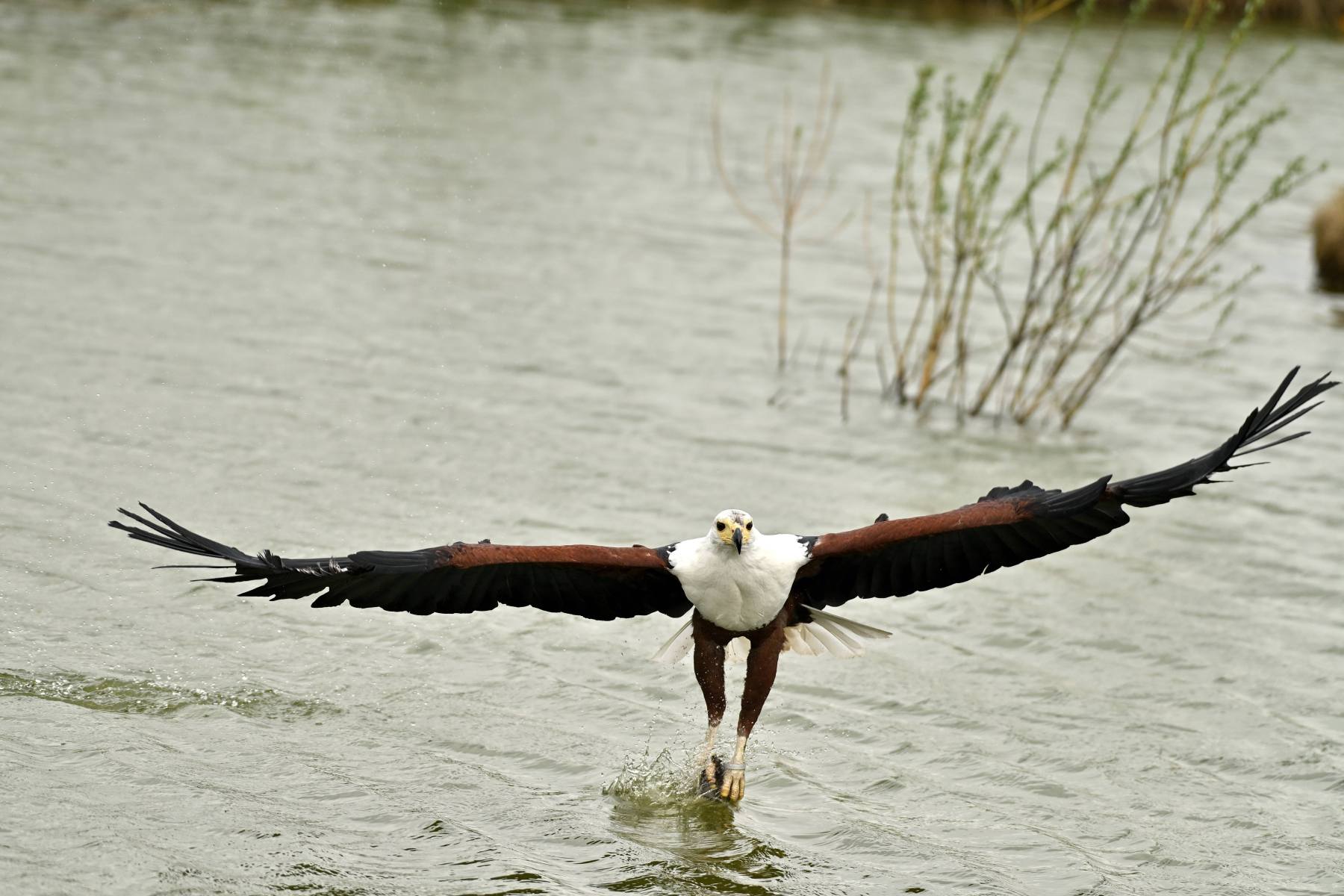 2025 04 13apr0930u Lunteren DeValk Zont GC DSC 4965 02