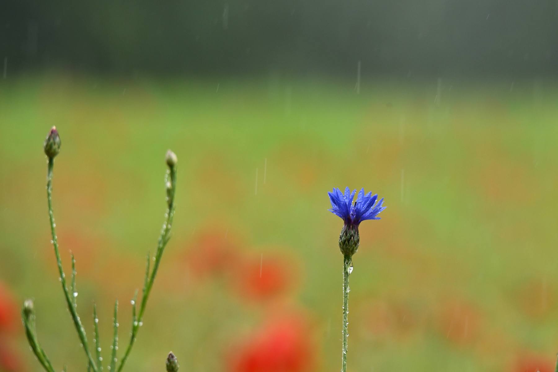 2025 05 25mei Arboretum Wageningen mo GK DSC 5403 02