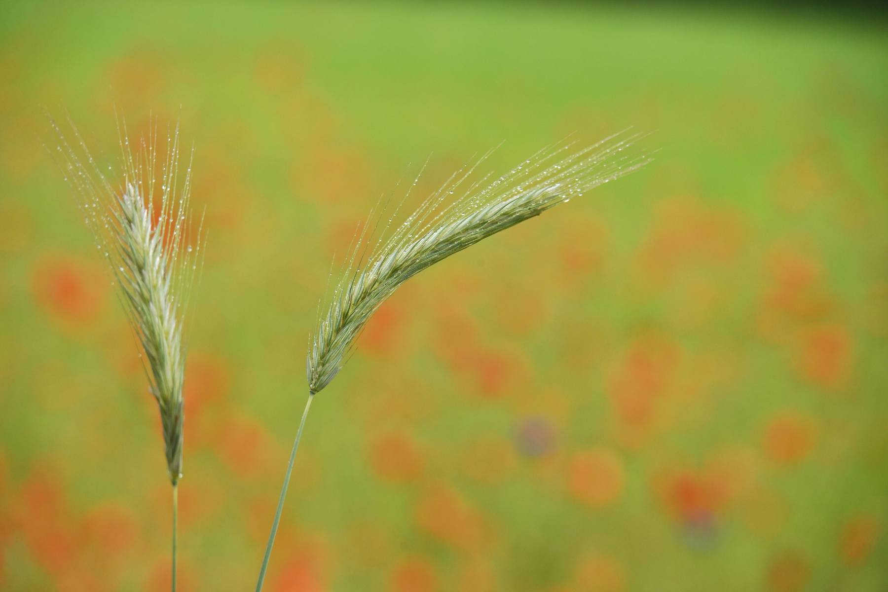 2025 05 25mei Arboretum Wageningen mo GK DSC 5440