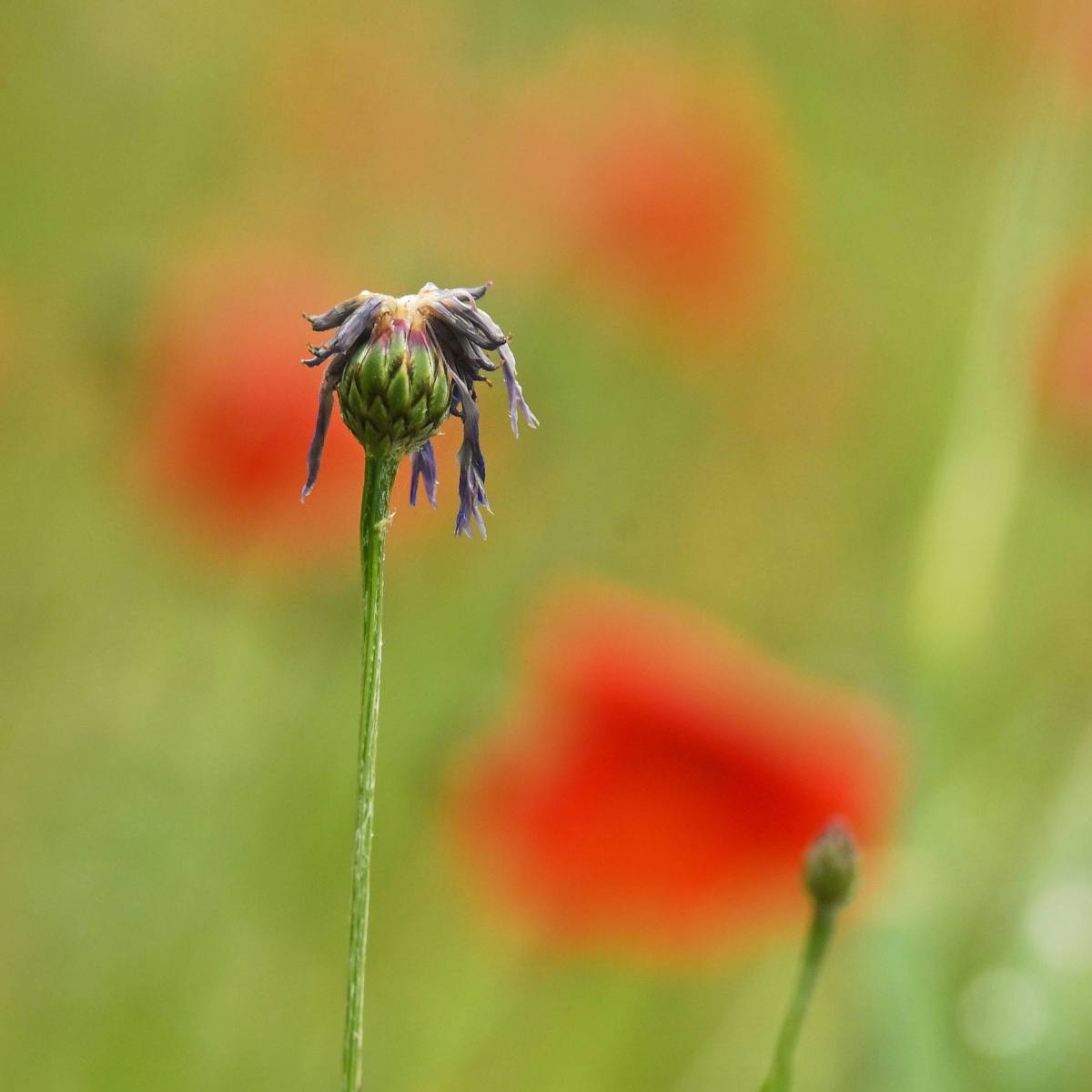 2025 05 25mei Arboretum Wageningen mo GK DSC 5457 03