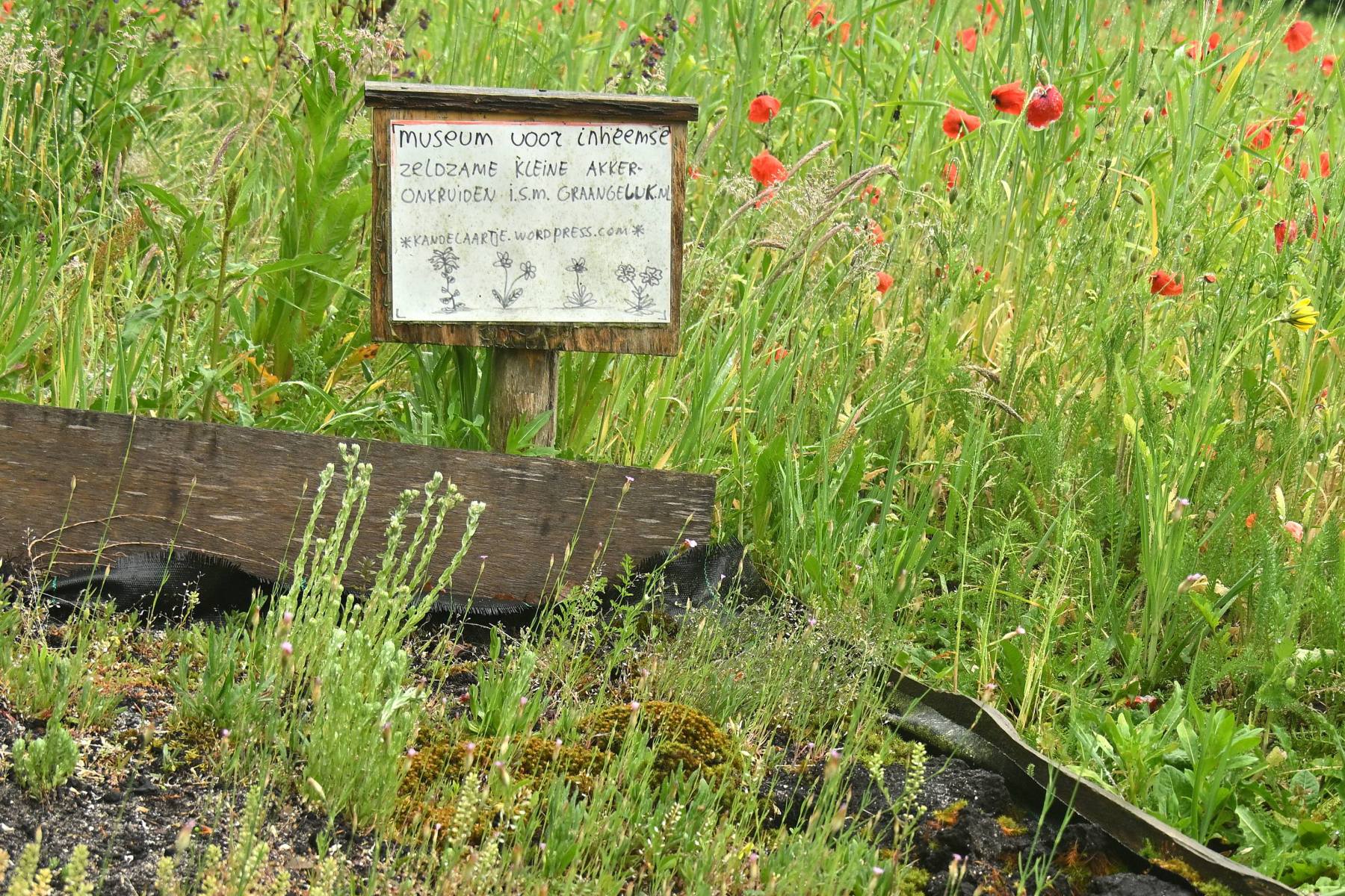 2025 05 25mei Arboretum Wageningen mo GK DSC 5467 02