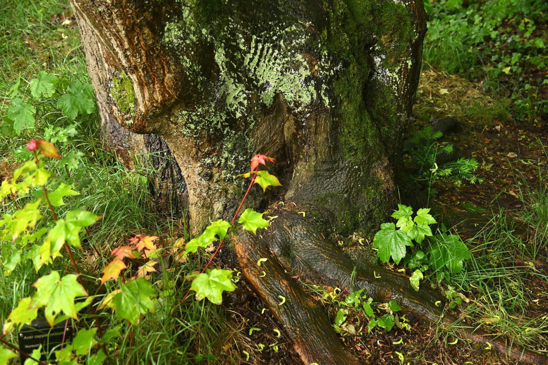 2025 05 25mei Arboretum Wageningen mo GK DSC 5525