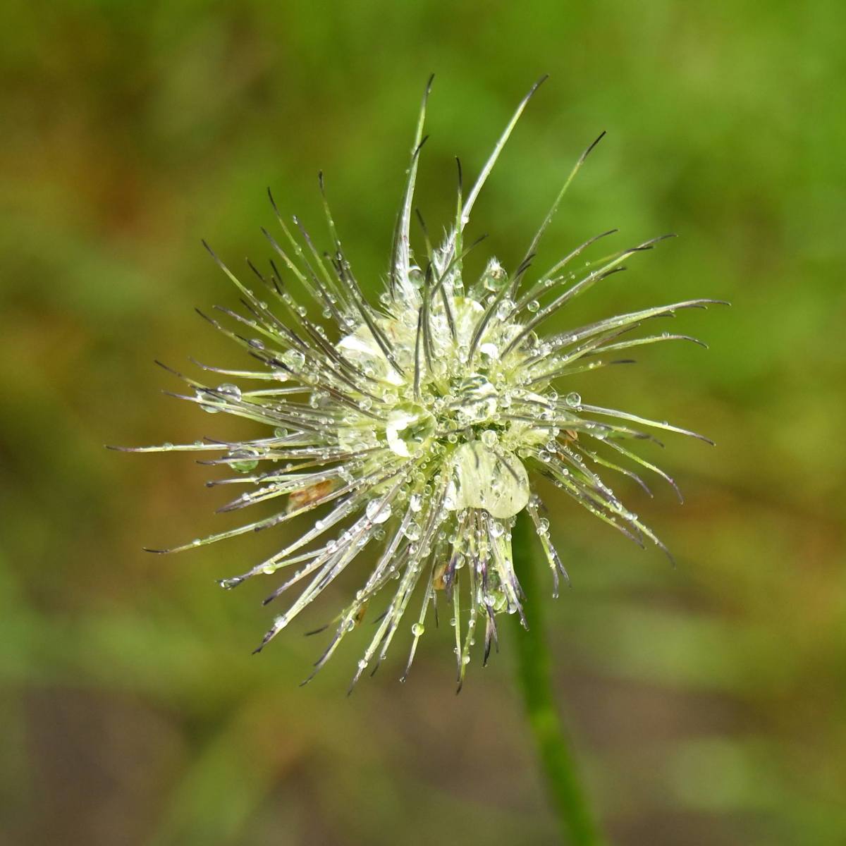 2025 05 25mei Arboretum Wageningen mo GK DSC 5529 02 Kopie