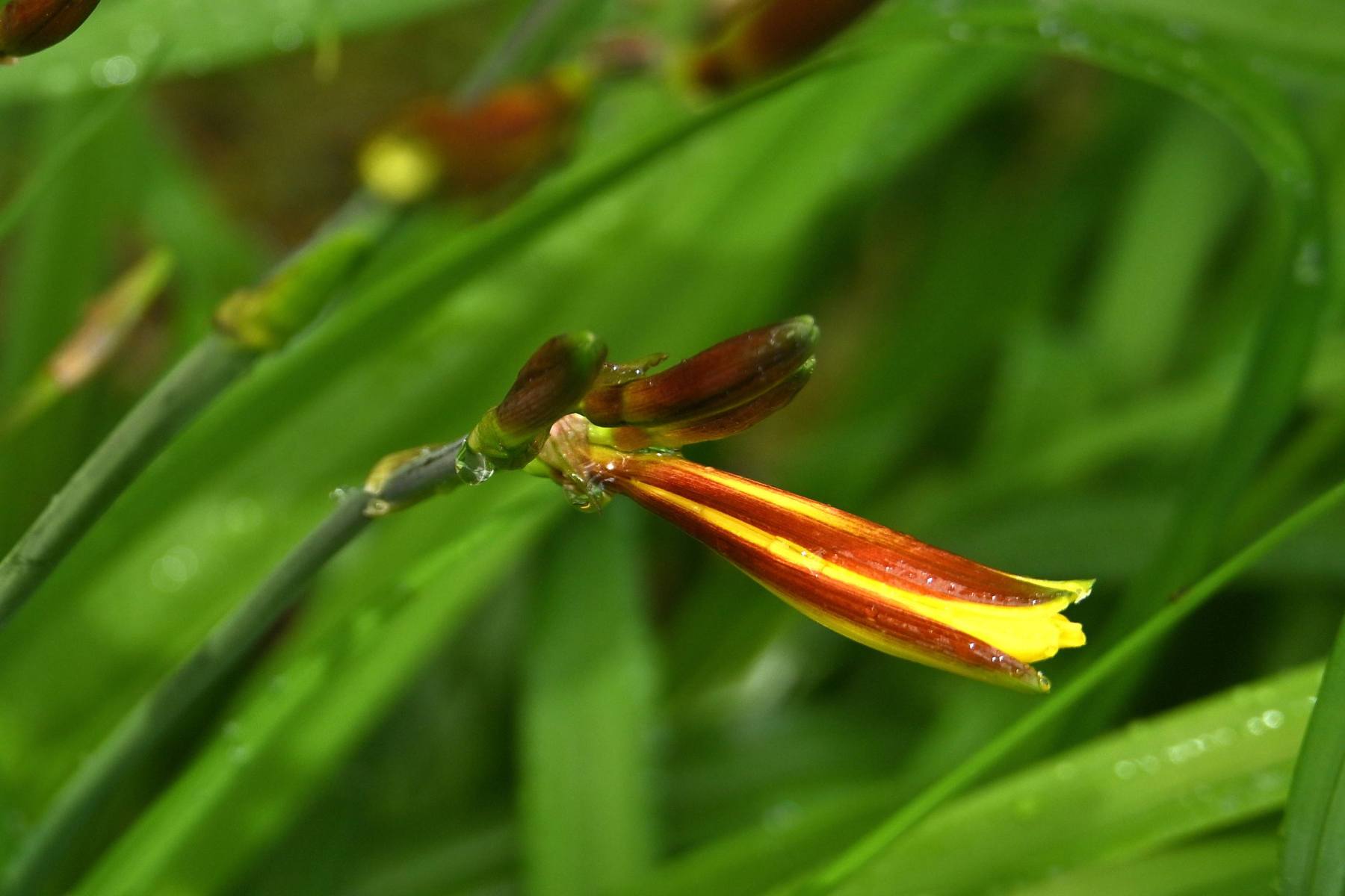 2025 05 25mei Arboretum Wageningen mo GK DSC 5544 03