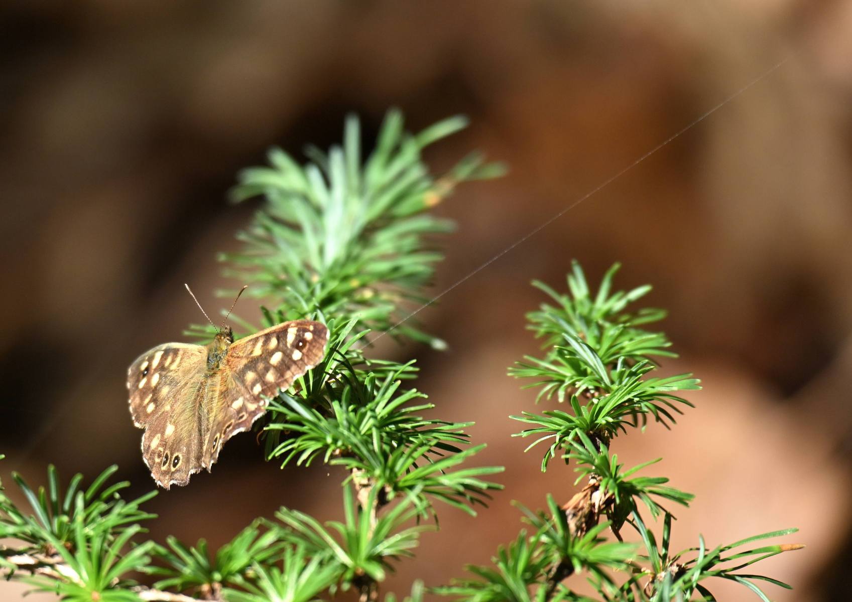 2025 07 17jul Stippelberg DeRips DSC 6753