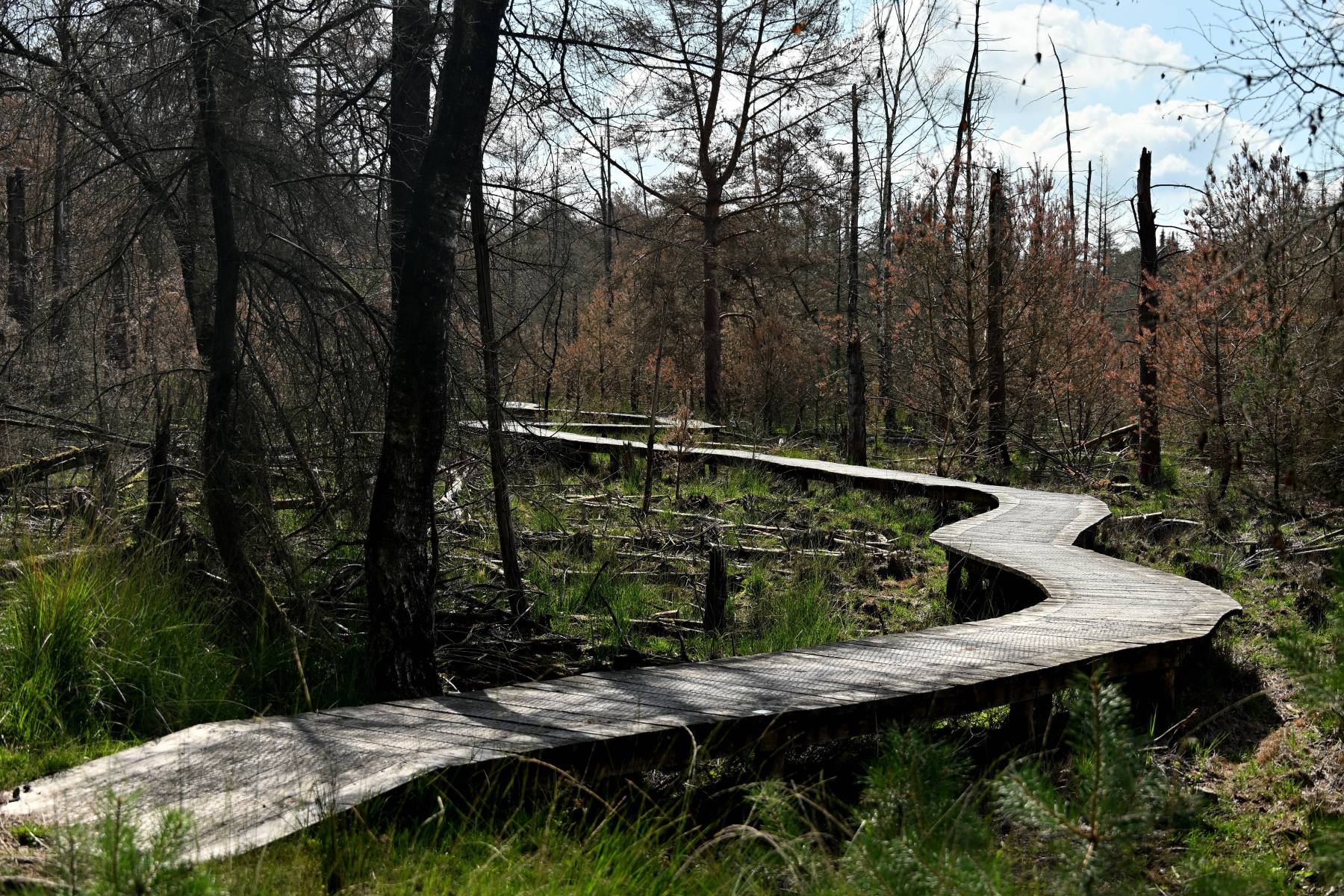 2025 07 17jul Stippelberg DeRips DSC 6767