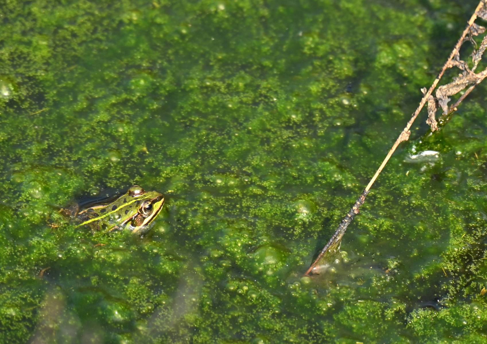 2025 07 17jul Stippelberg DeRips DSC 6769 02