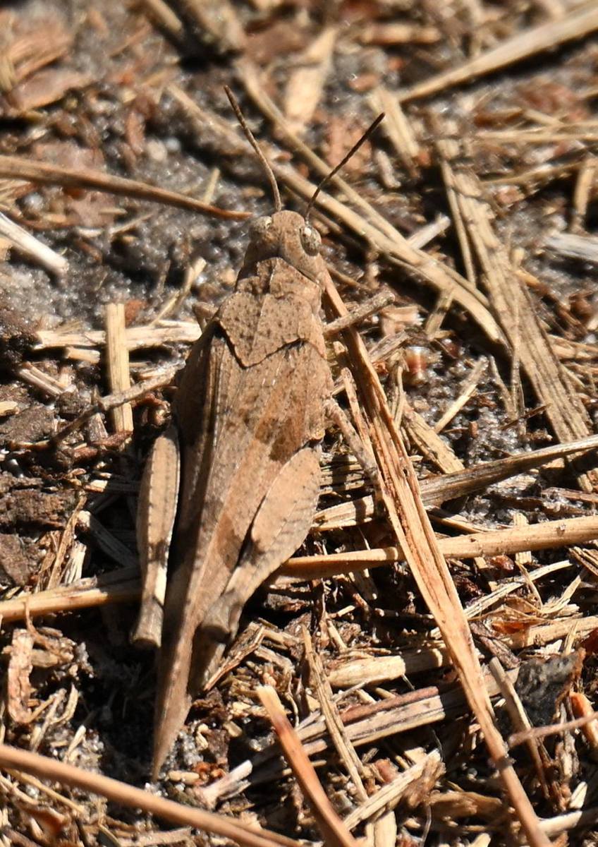 2025 07 17jul Stippelberg DeRips DSC 6923 02