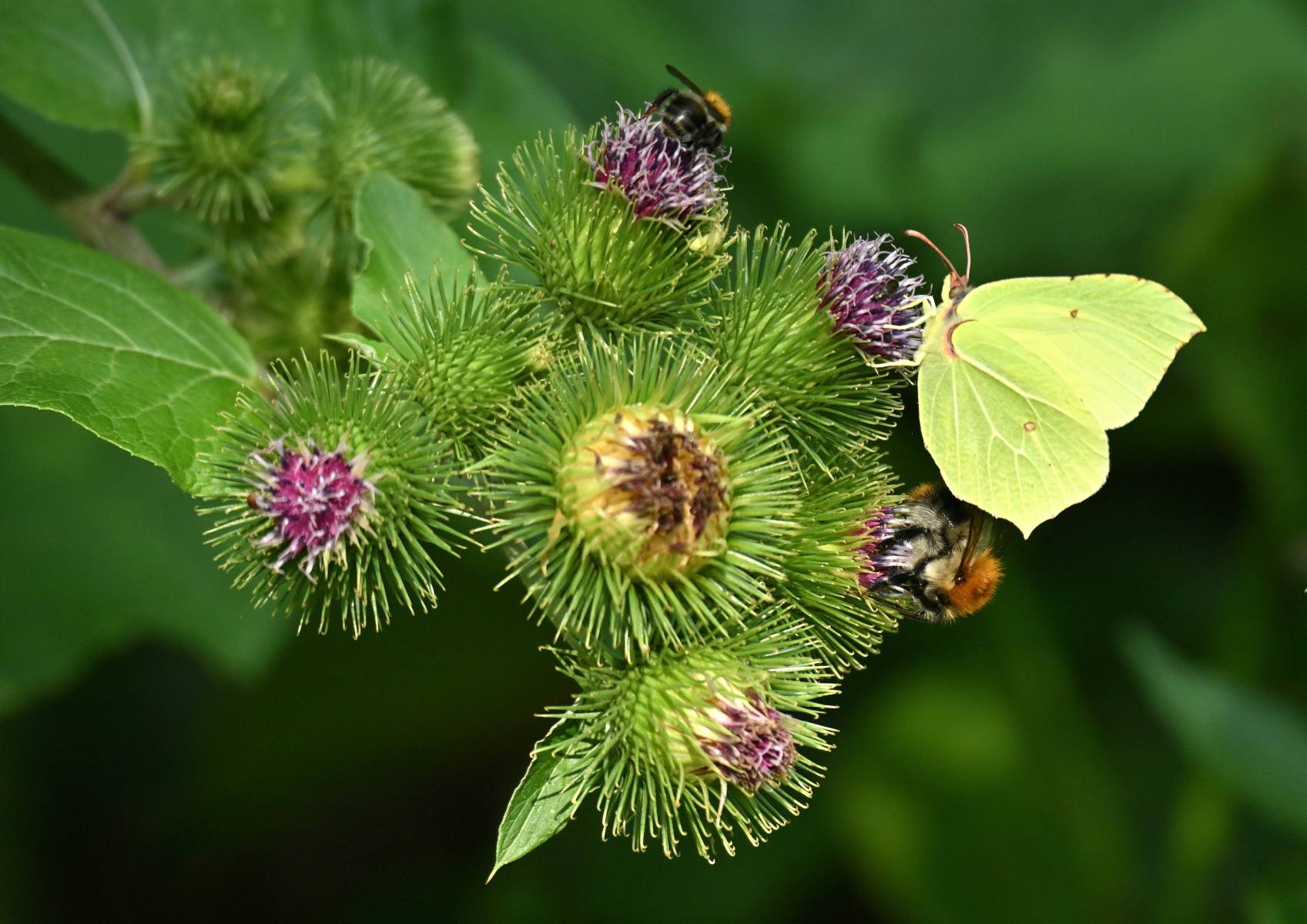 2025 07 17jul Stippelberg DeRips DSC 6934