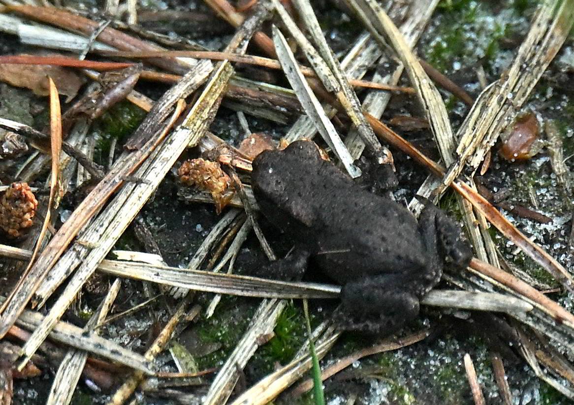 2025 07 17jul Stippelberg DeRips DSC 7012 02