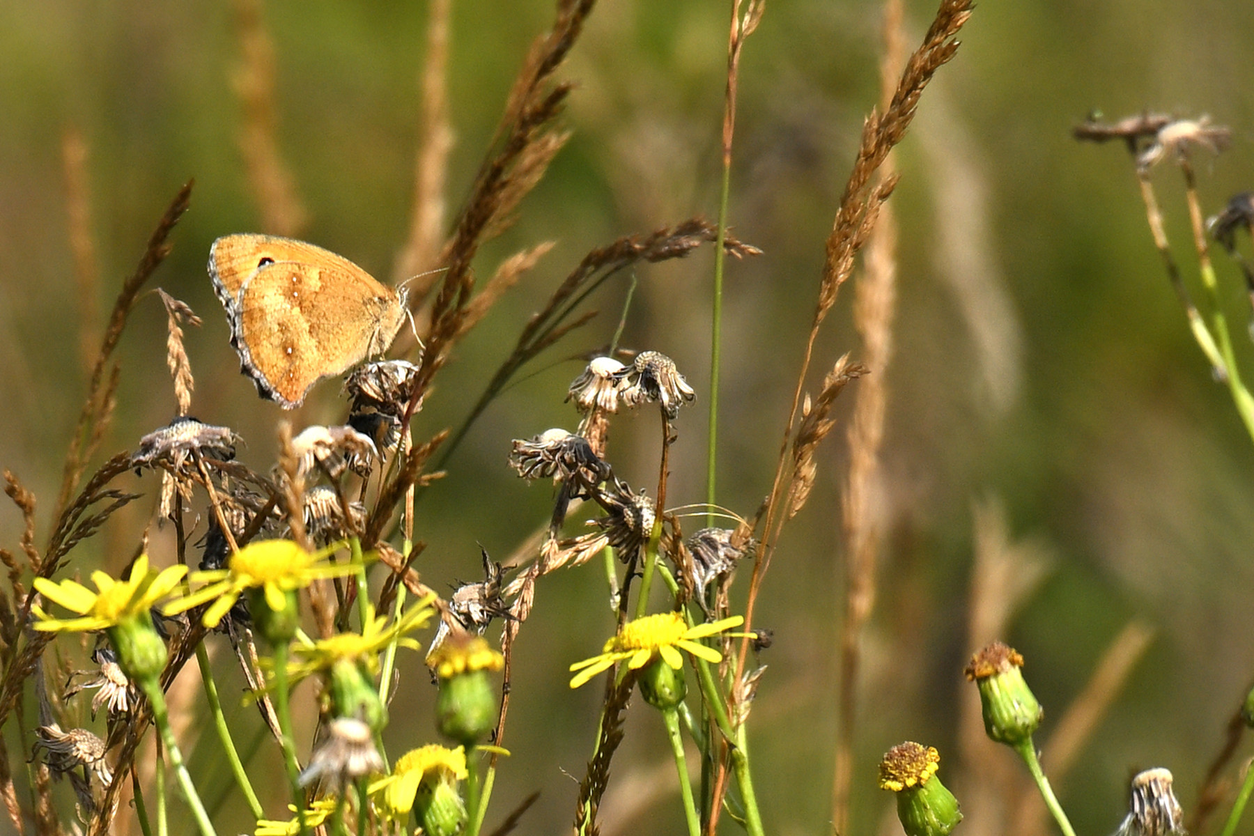 2025 07 27jul Wellerlooi OpdenHamer Zont NZ6III GK30 DSC 7094 02