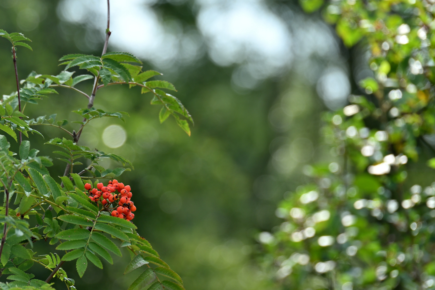 2025 07 27jul Wellerlooi OpdenHamer Zont NZ6III GK30 DSC 7100