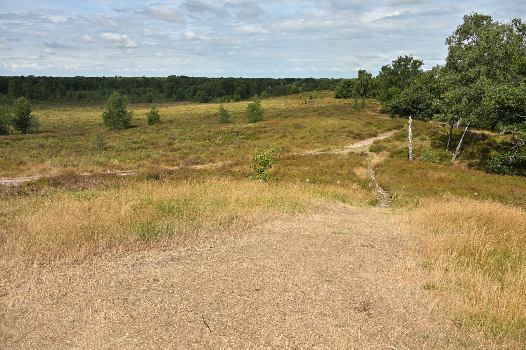 2025 07 27jul Wellerlooi OpdenHamer Zont NZ6III GK30 DSC 7146