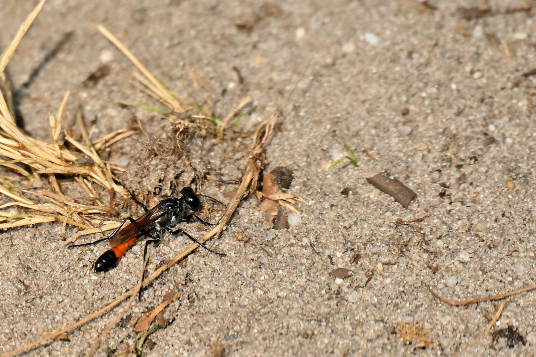 2025 07 27jul Wellerlooi OpdenHamer Zont NZ6III GK30 DSC 7270