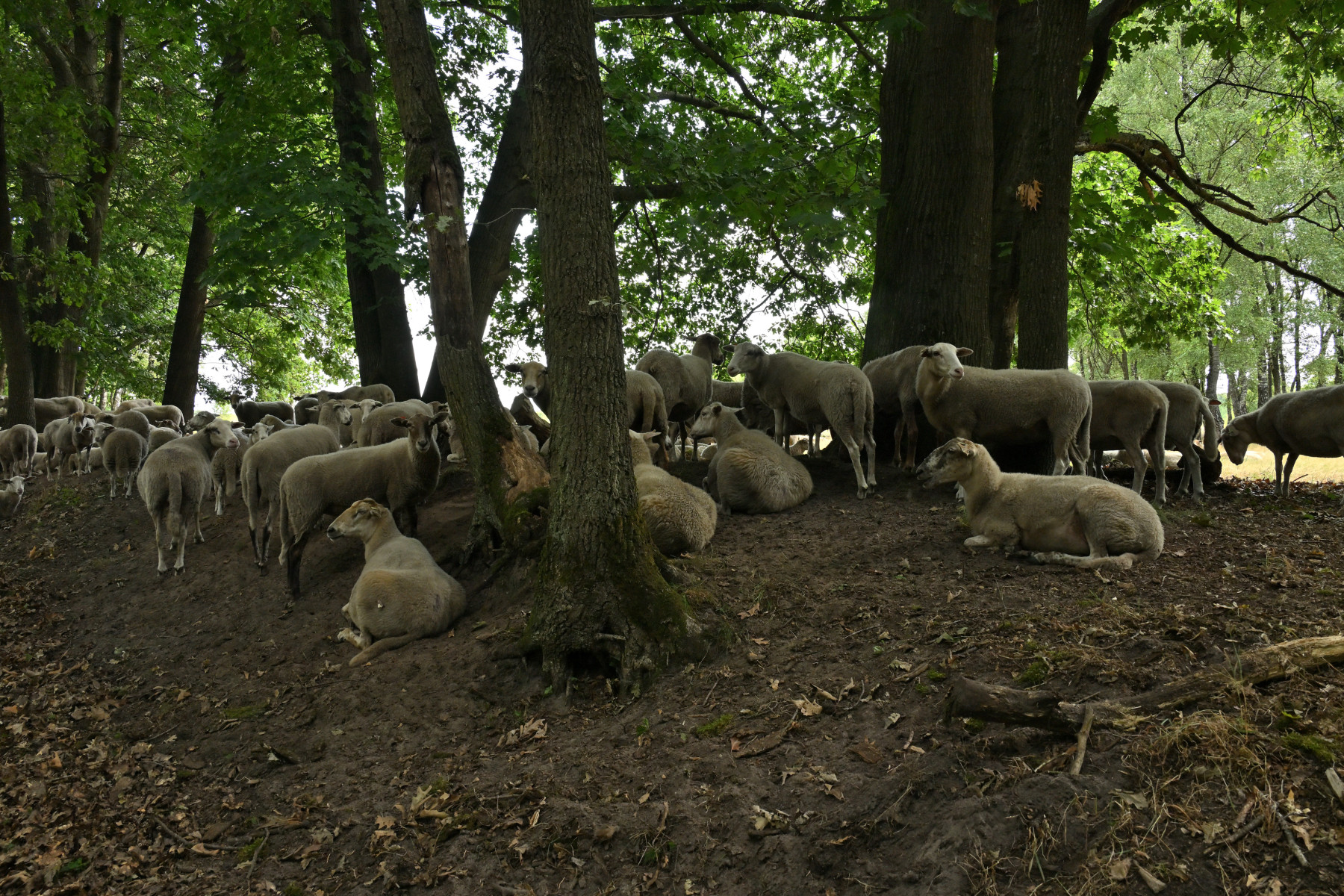 2025 07 27jul Wellerlooi OpdenHamer Zont NZ6III GK30 DSC 7278