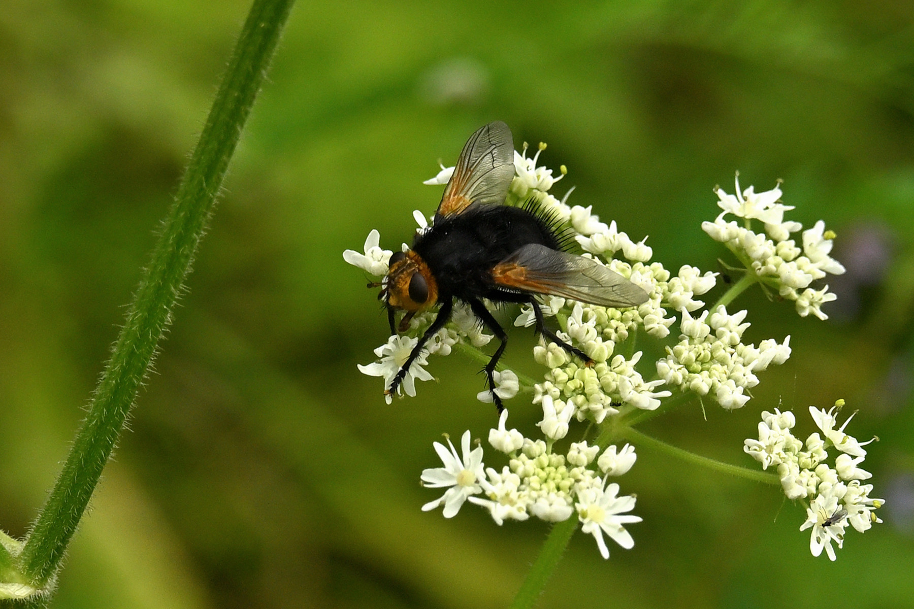 2025 07 27jul Wellerlooi OpdenHamer Zont NZ6III GK30 DSC 7317