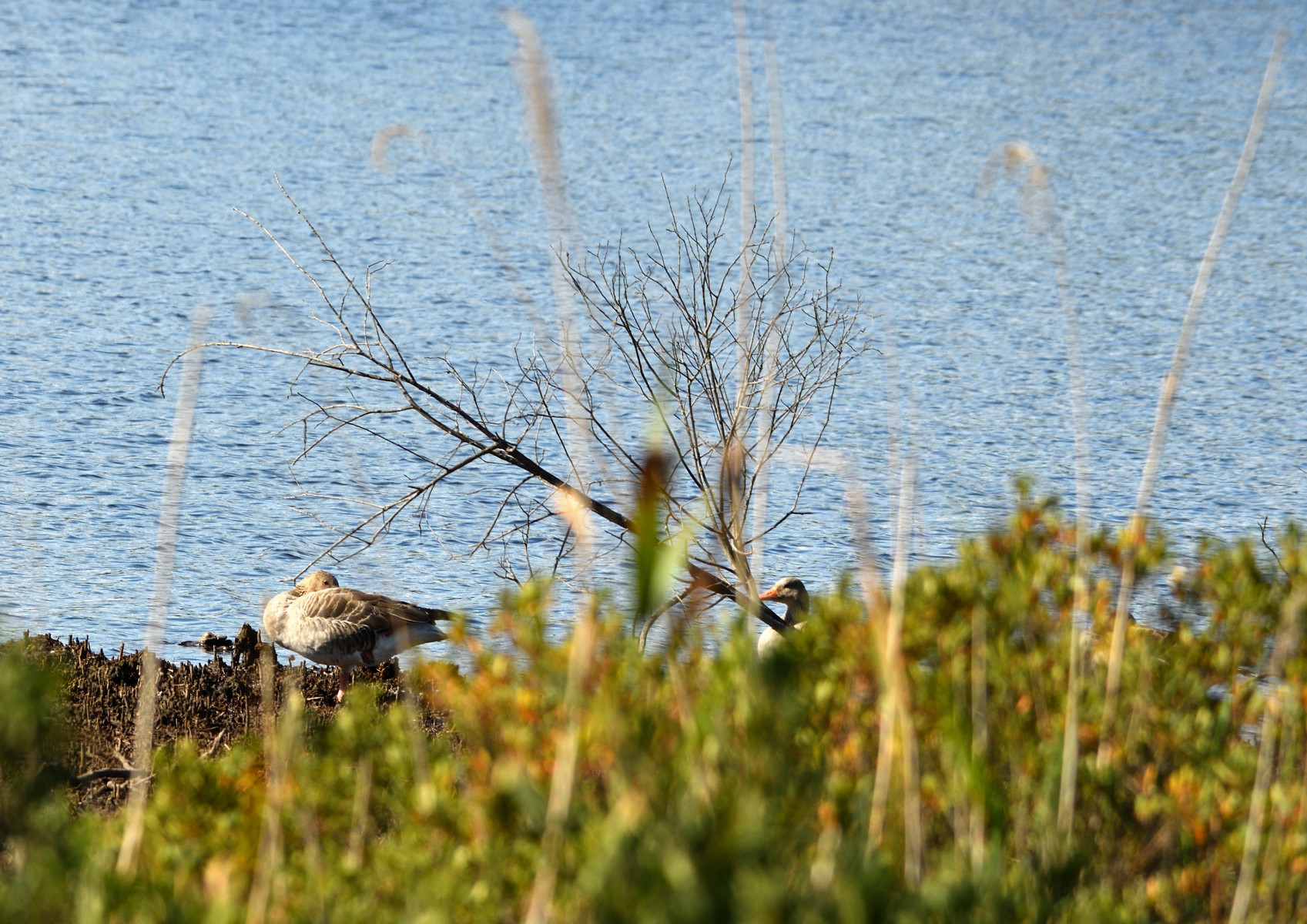 2025 08 24aug Belversven Oisterwijk Zont RAW ND500 GK30 DSC 4513