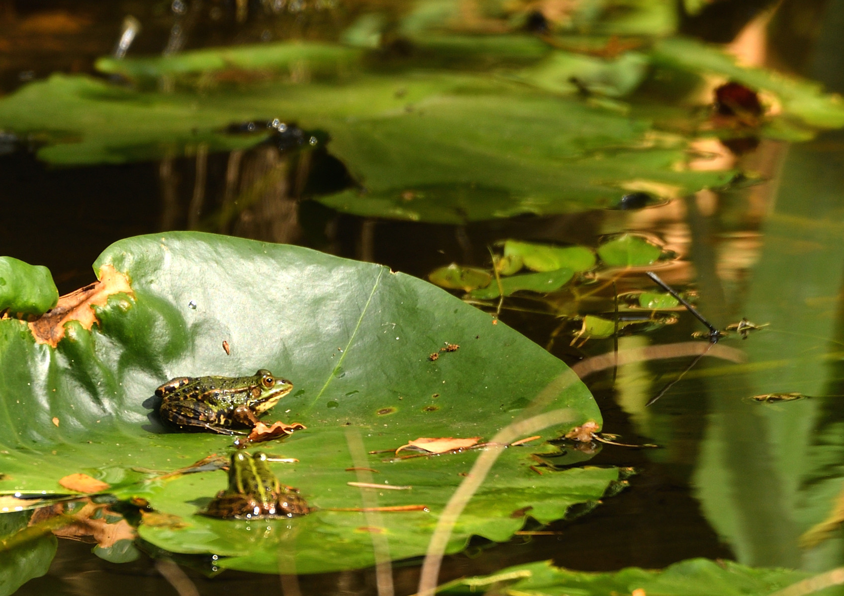 2025 08 24aug Belversven Oisterwijk Zont RAW ND500 GK30 DSC 4543