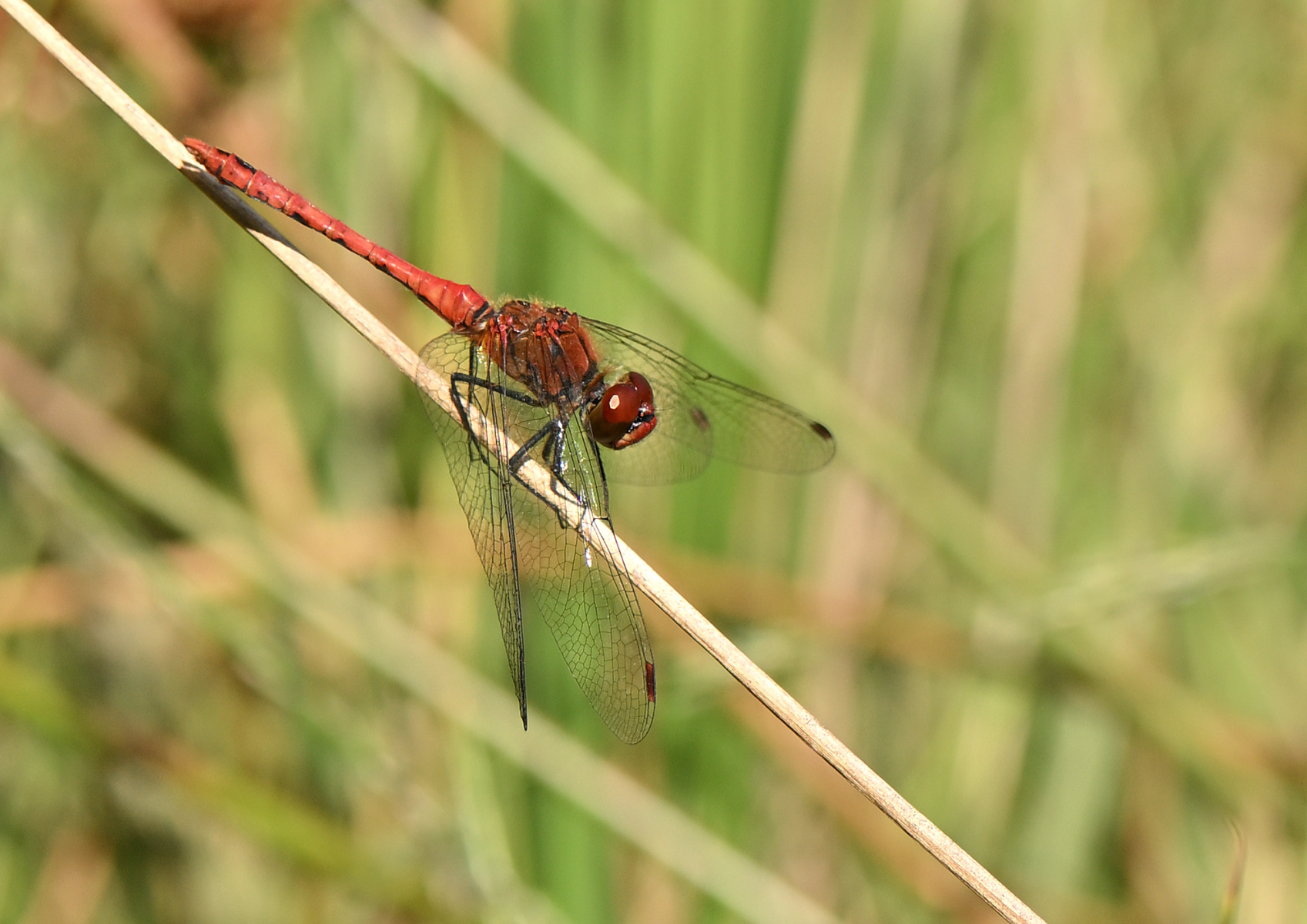 2025 08 24aug mi Belversven Oisterwijk Zont RAW ND500 U DSC 8370