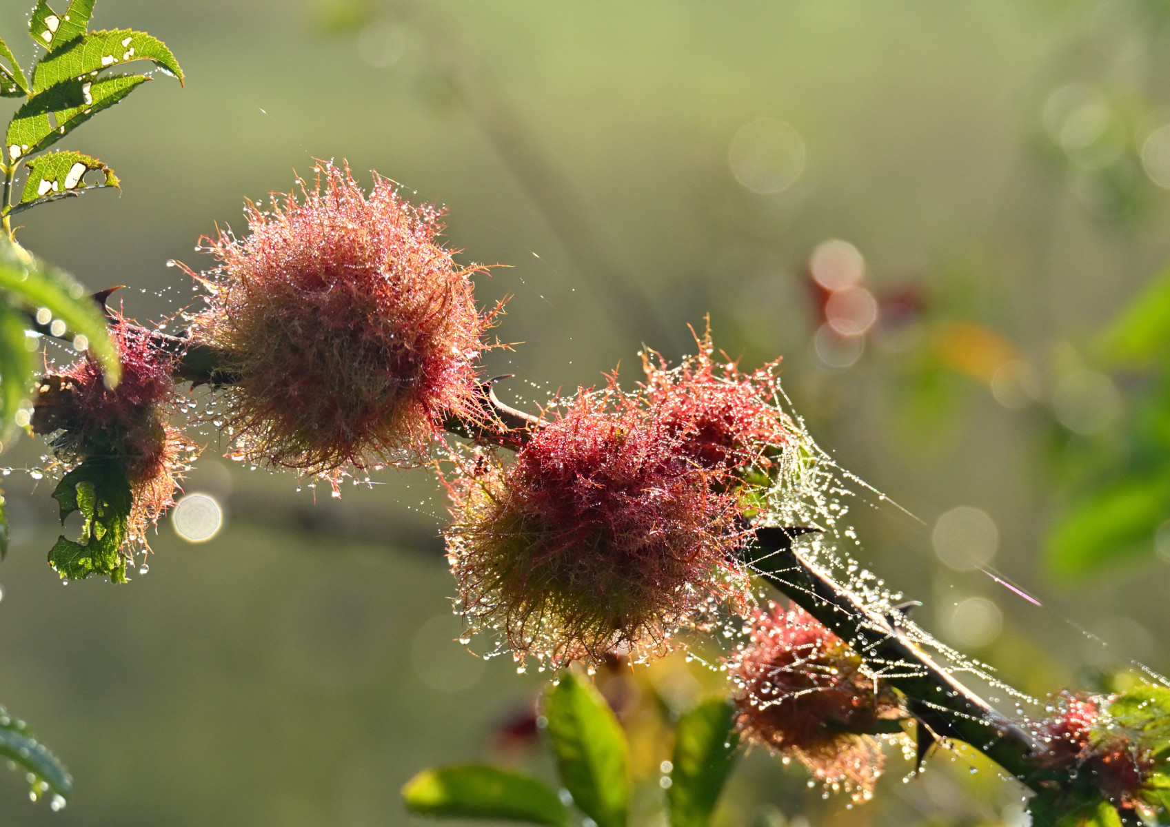 2025 09 28sep Weurt uiterwaard Zont GK DSC 9215 02