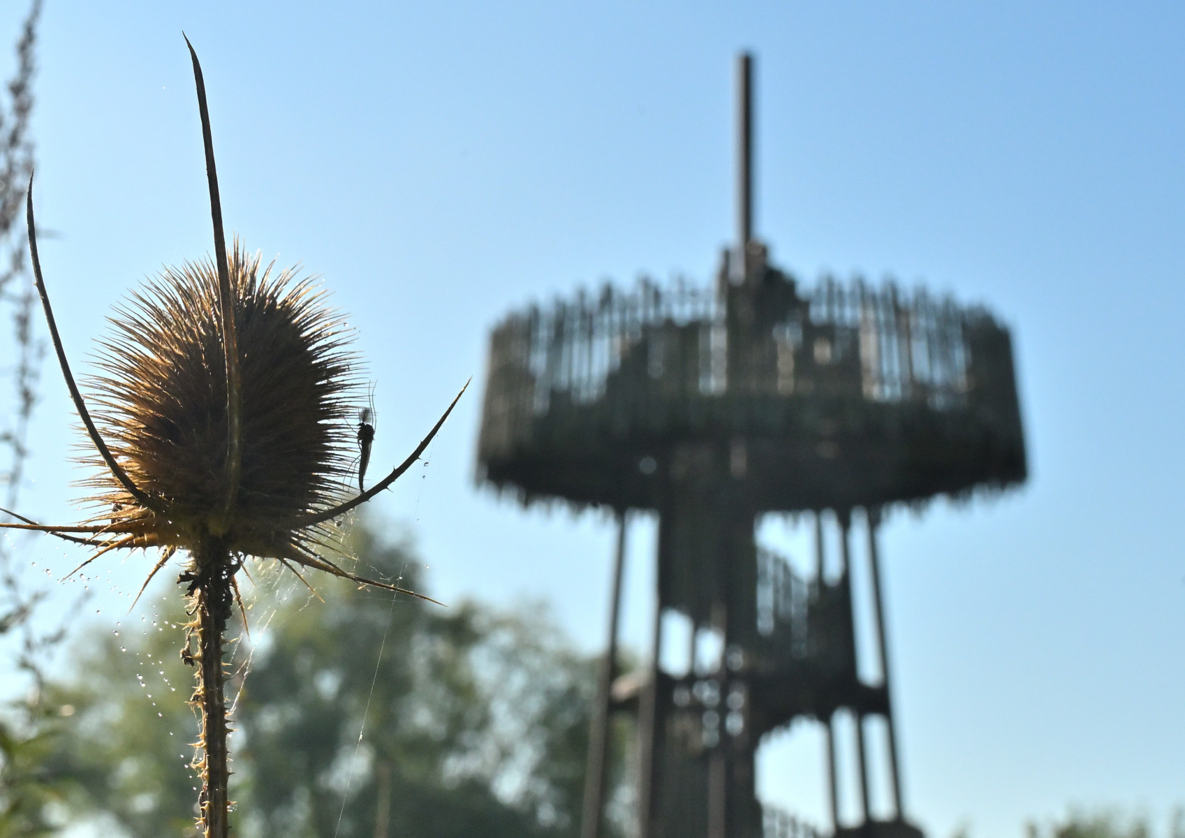 2025 09 28sep Weurt uiterwaard Zont GK DSC 9249