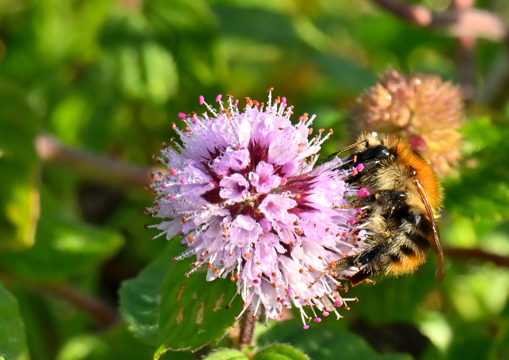 2025 09 28sep Weurt uiterwaard Zont GK DSC 9287