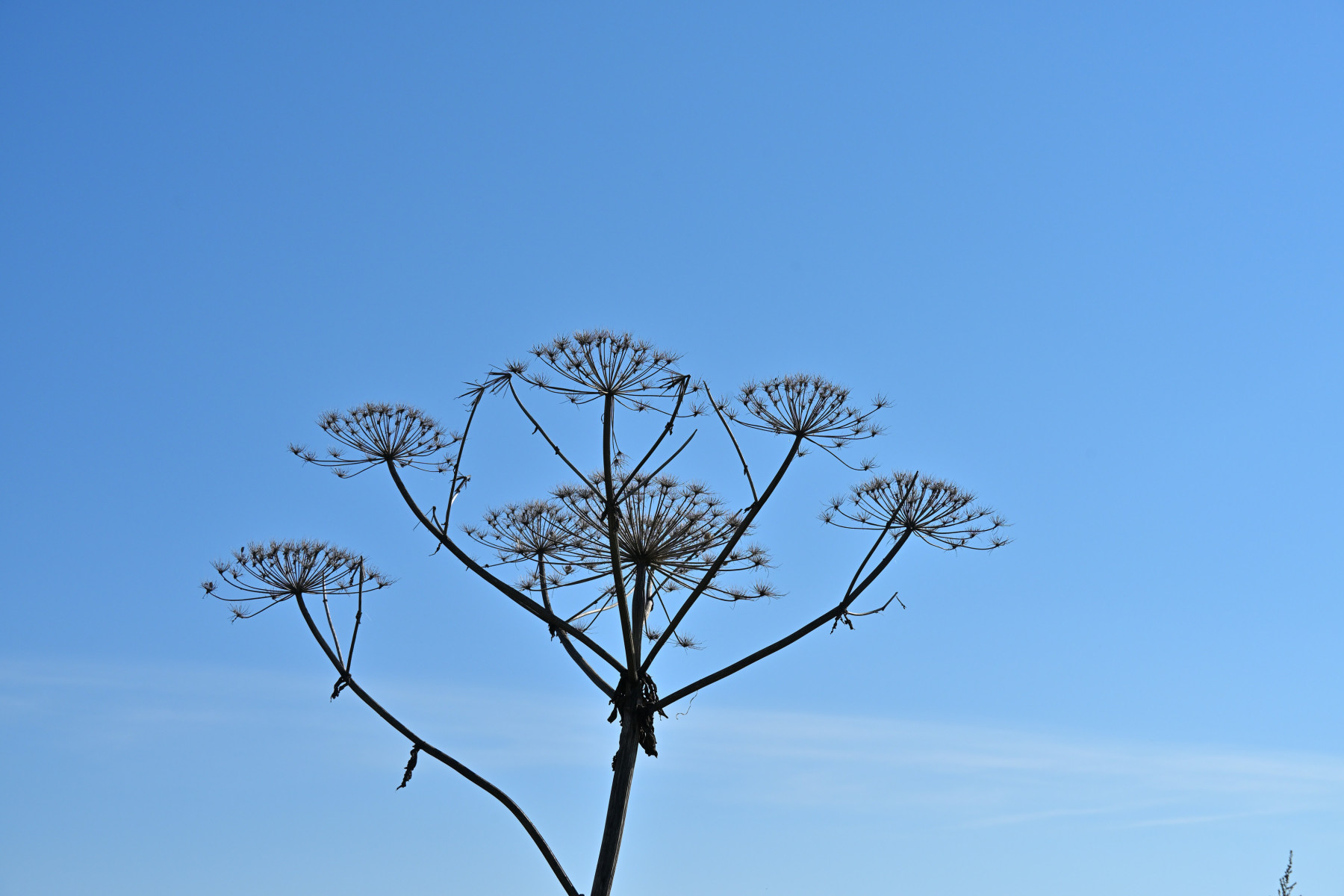 2025 09 28sep Weurt uiterwaard Zont GK DSC 9326