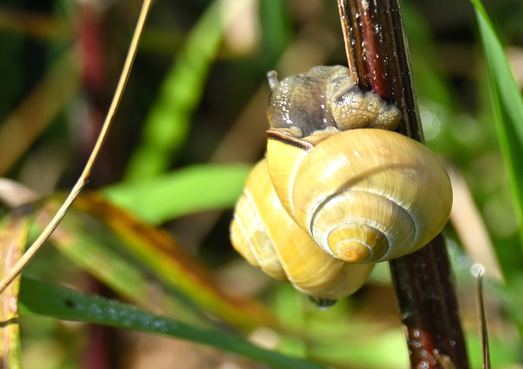 2025 09 28sep Weurt uiterwaard Zont U DSC 9337 02