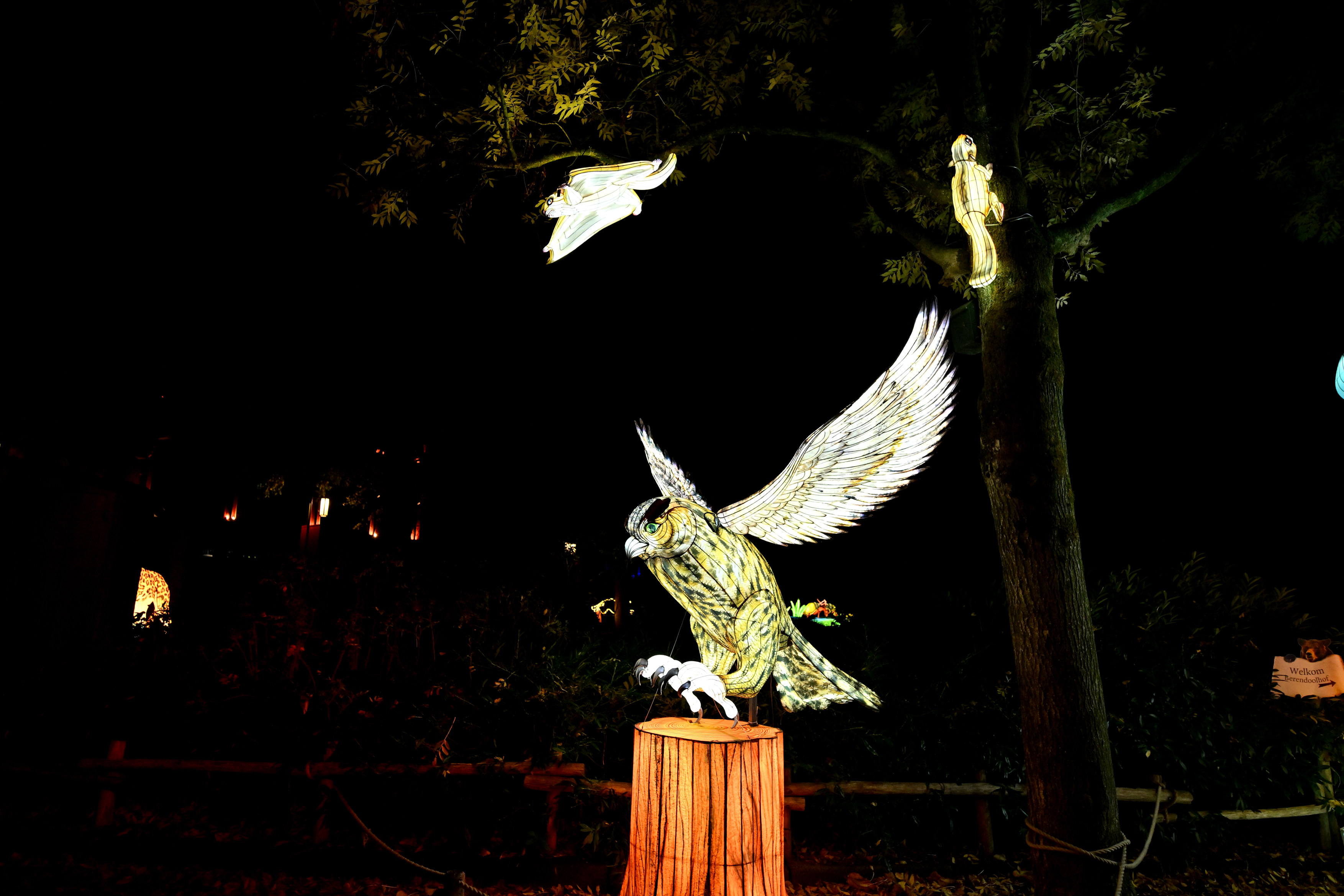 2025 10 22okt Ouwehand Rhenen GK30 DSC 1137