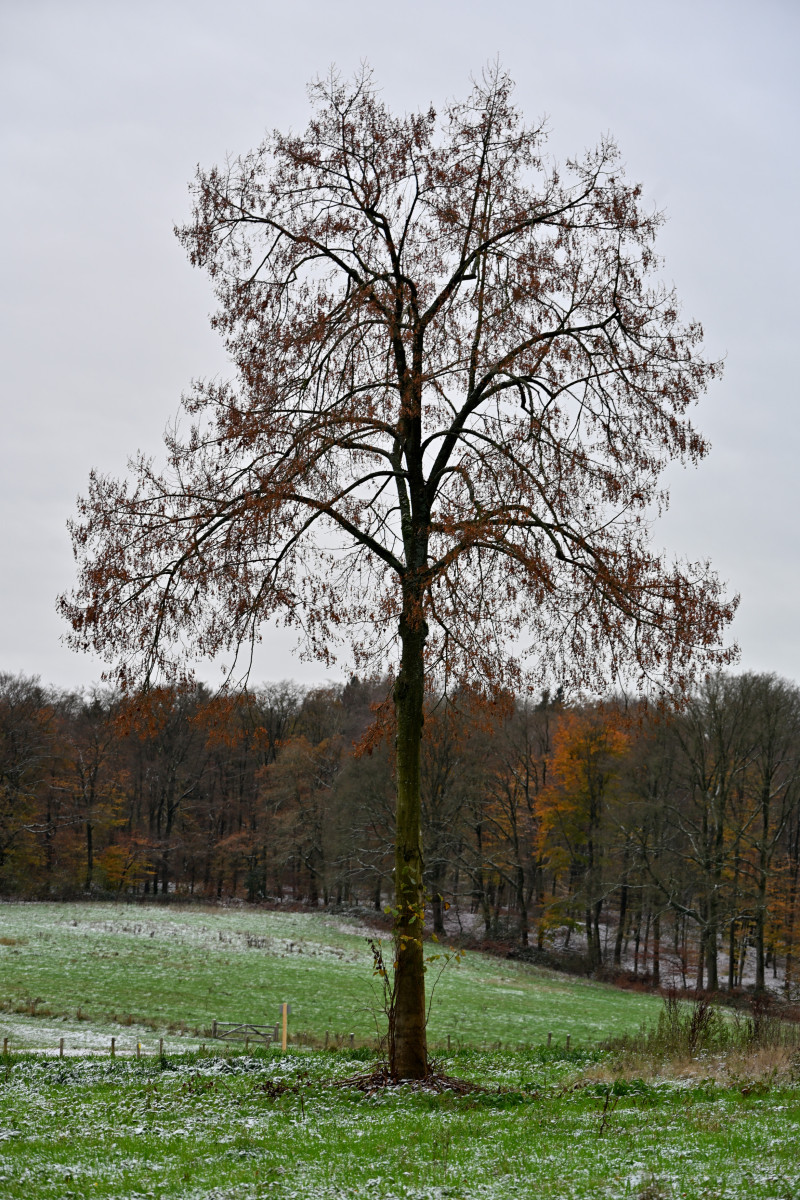 2025 11 23nov Oosterbeek Hemelsberg Ab 05