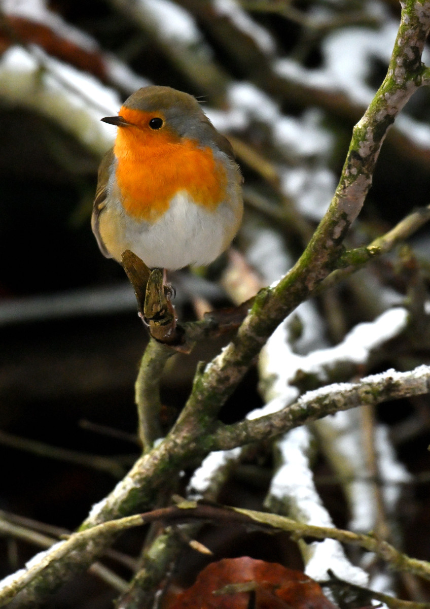 2025 11 23nov Oosterbeek Hemelsberg Ab 07