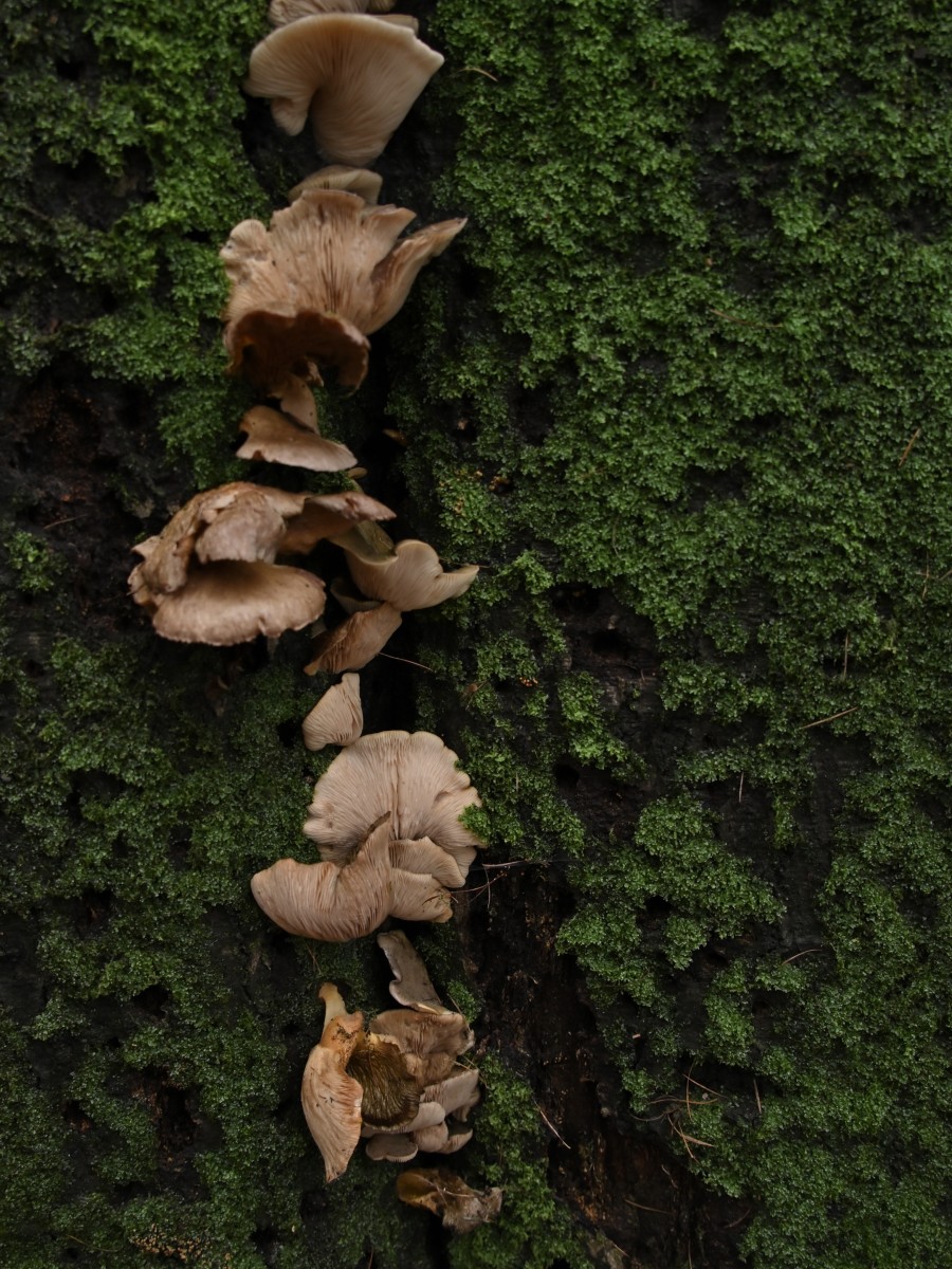 Ab van der Meij 2023 12 17dec Kroondomein HetLoo 4527
