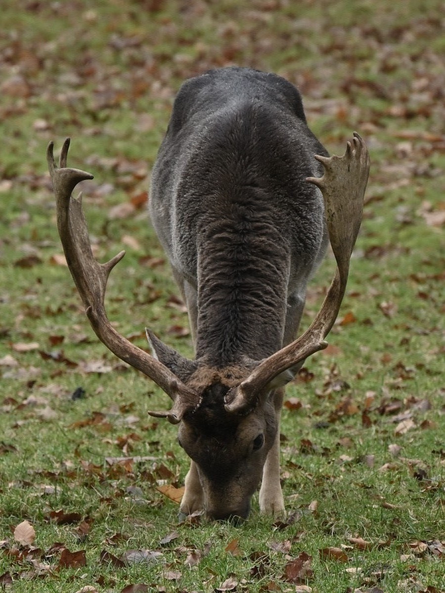 Ab van der Meij 2023 12 17dec Kroondomein HetLoo 4547