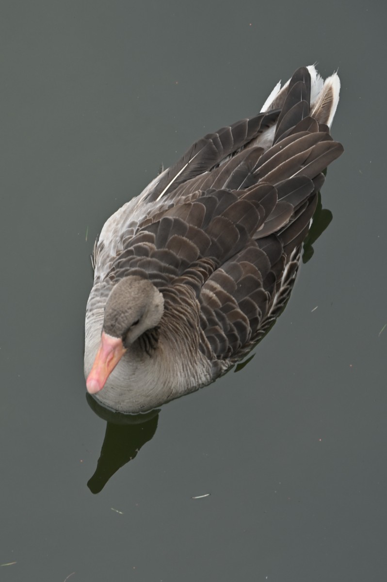 Ab van der Meij 2023 12 17dec Kroondomein HetLoo 4598
