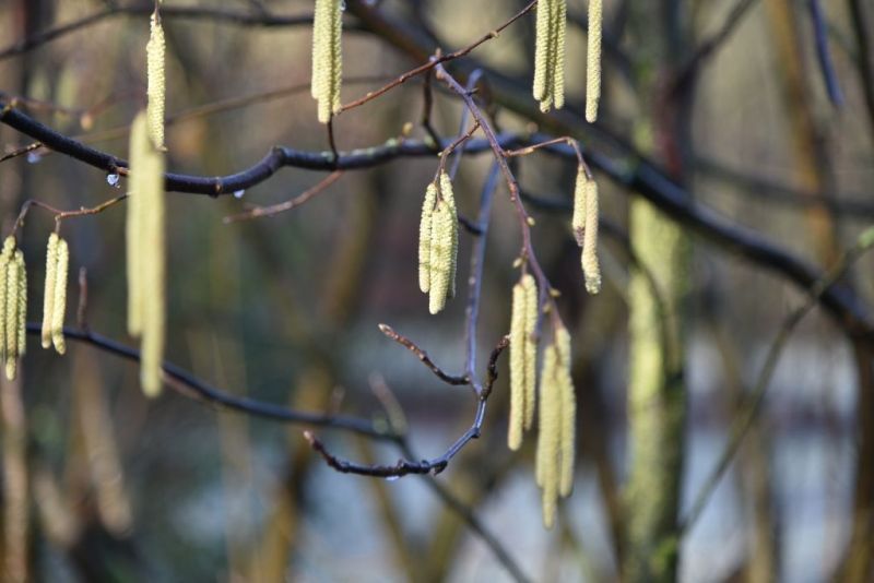 DSC 0159 HatertseVennen001a