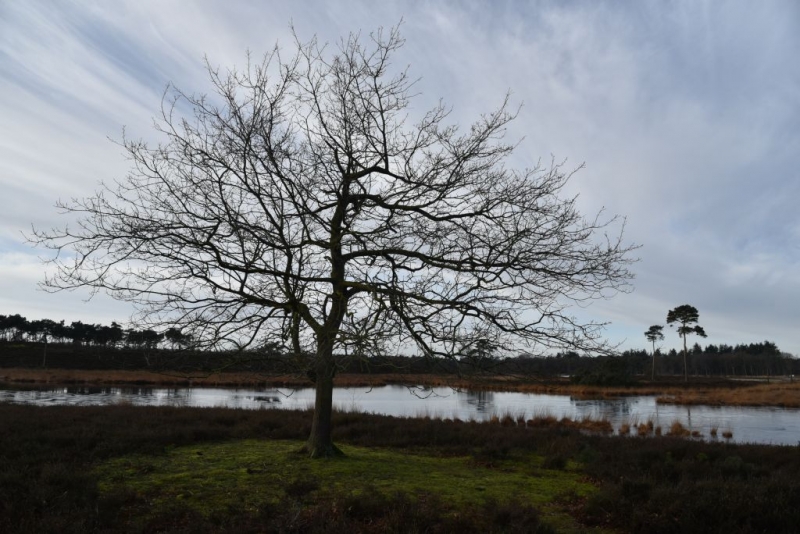 DSC 0209 HatertseVennen017a