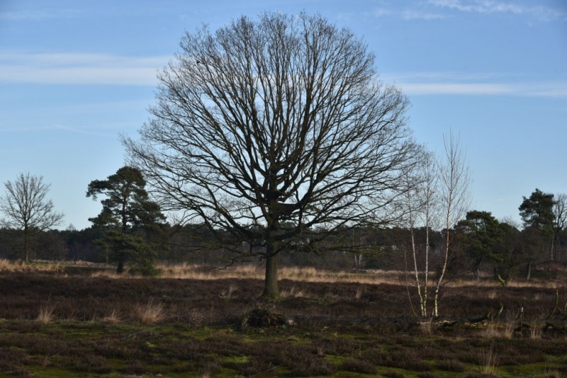 DSC 0215 HatertseVennen019a