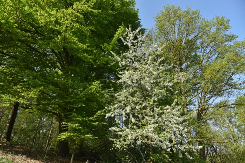 DSC 1205 ElyzeeseVelden Nijmegen 001