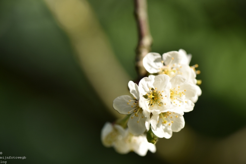 DSC 1211 ElyzeeseVelden Nijmegen 003