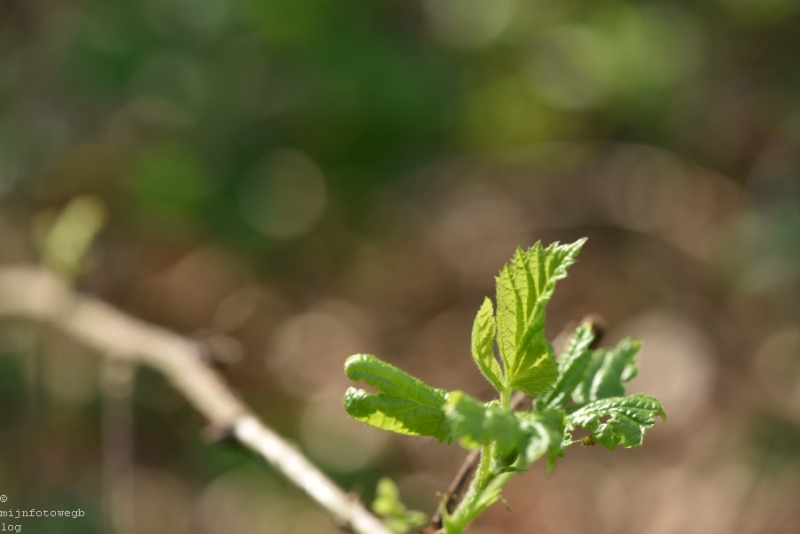 DSC 1212 ElyzeeseVelden Nijmegen 004