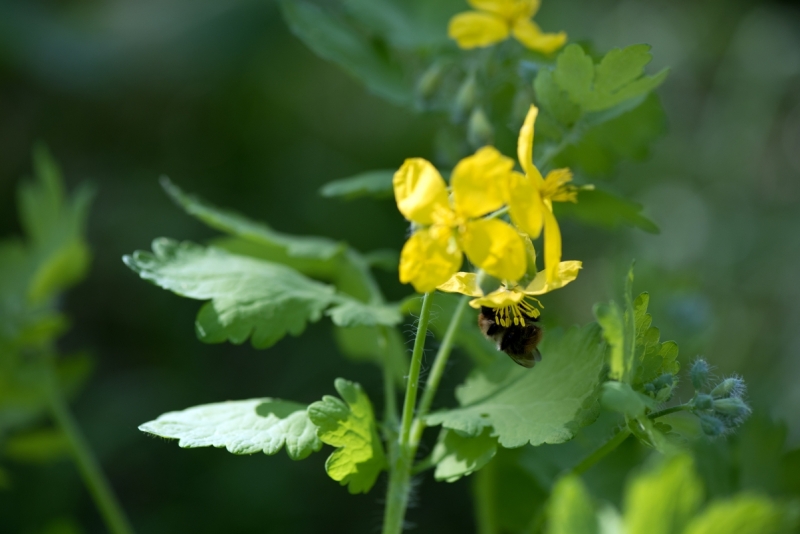 DSC 1220 ElyzeeseVeldenNijmegen0019 22apr2018 gew01a01