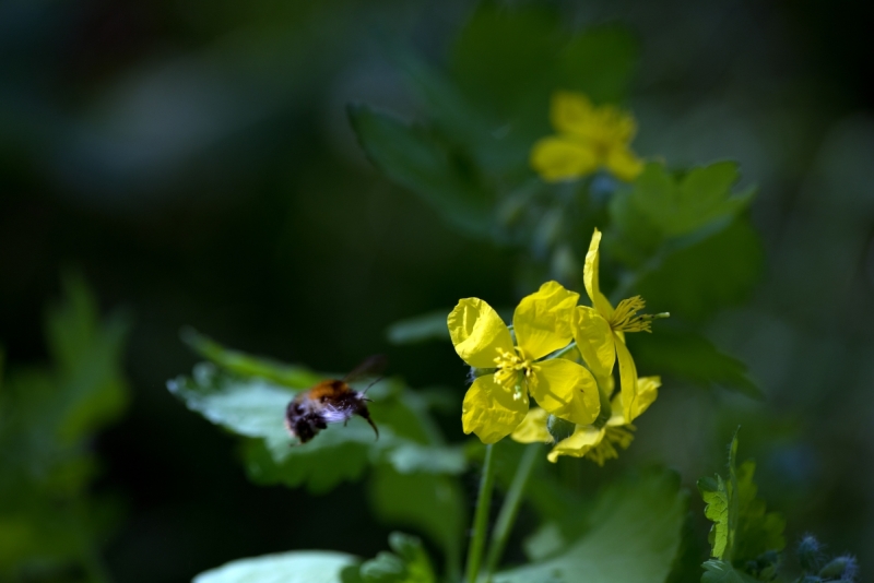 DSC 1222 ElyzeeseVeldenNijmegen0021 22apr2018 gew01a02