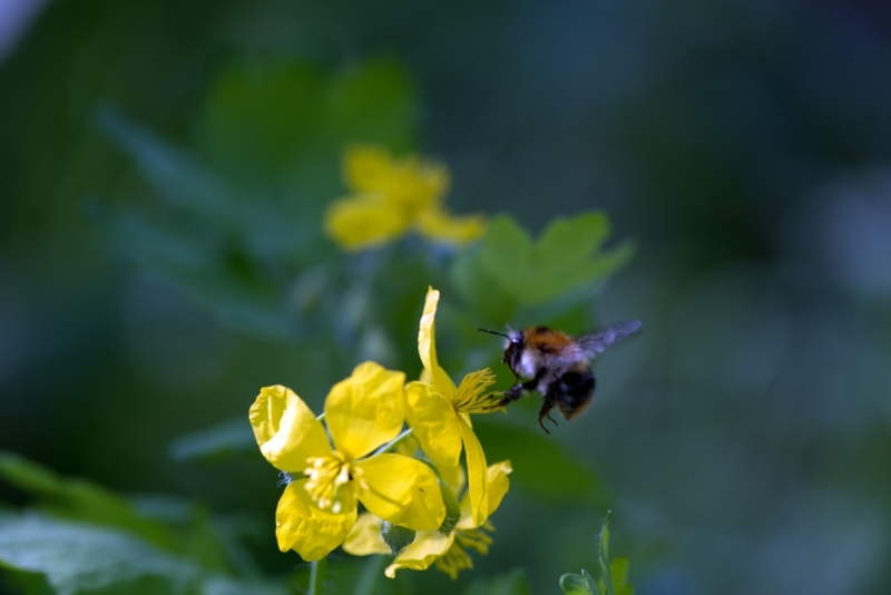 DSC 1225 ElyzeeseVeldenNijmegen0024 22apr2018 gew01a03