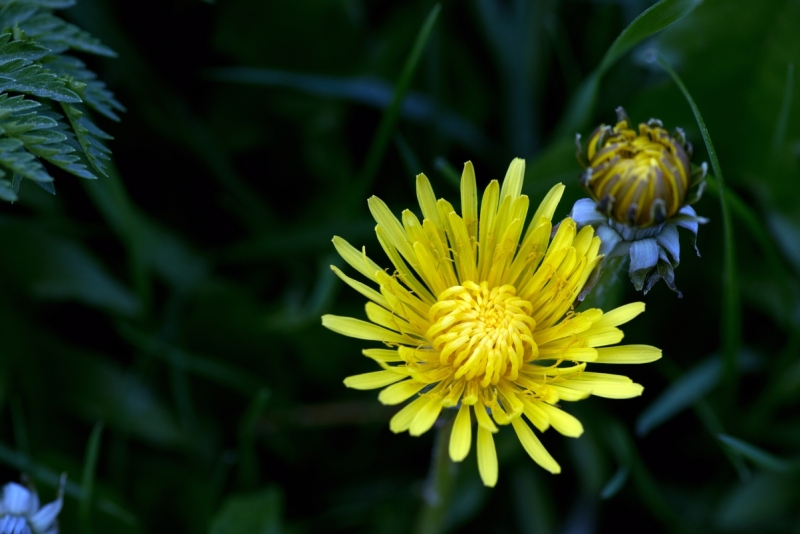 DSC 1231 ElyzeeseVeldenNijmegen0030 22apr2018 gew01a04