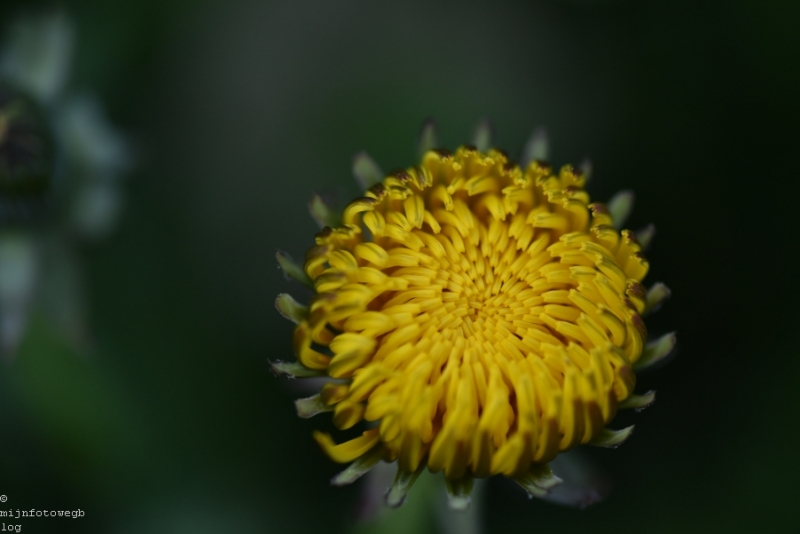 DSC 1233 ElyzeeseVelden Nijmegen 005